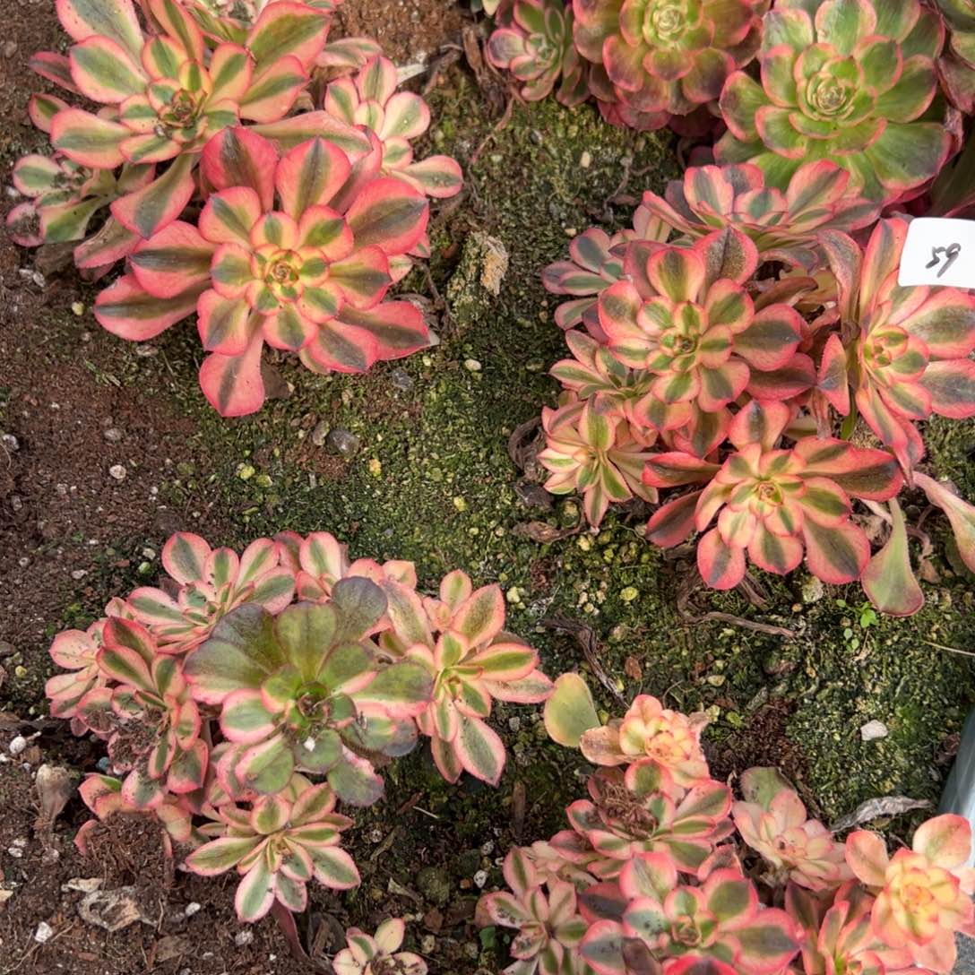 59初恋朵朵一颗20包邮