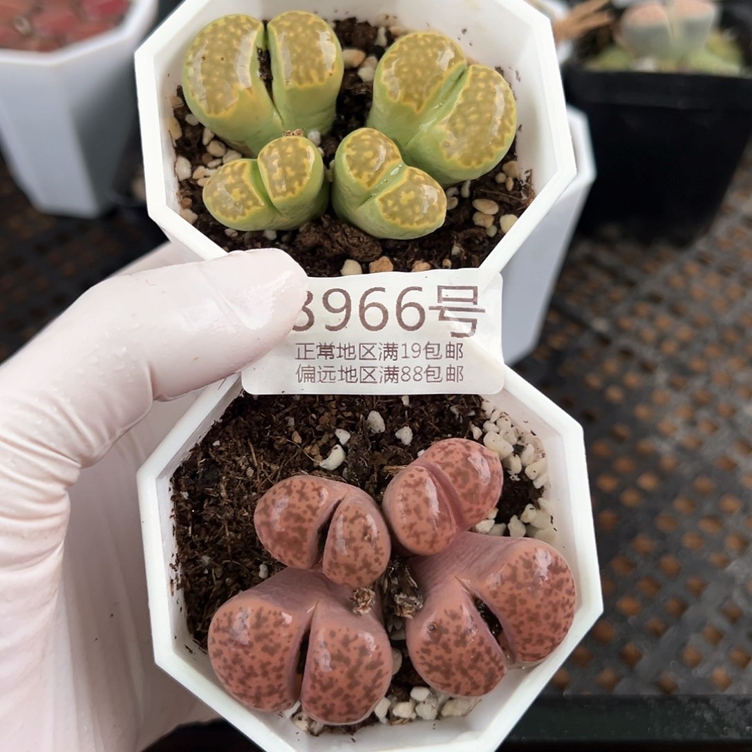 好养易活生石花大母本8966两颗