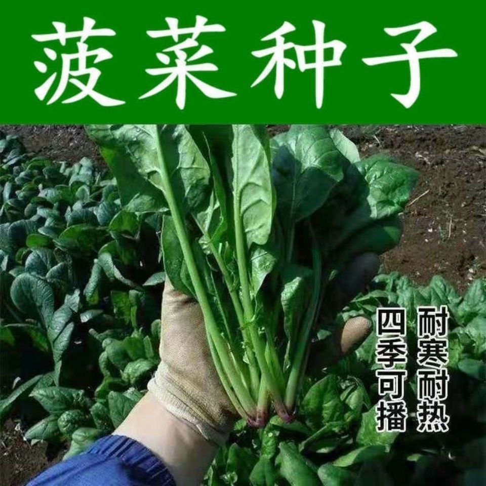 大叶菠菜种子四季蔬菜秋冬菜籽种阳台种子耐热菜种盆栽波菜孑