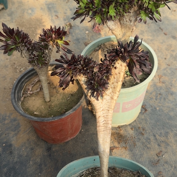 黑法师三颗默认瑕疵111