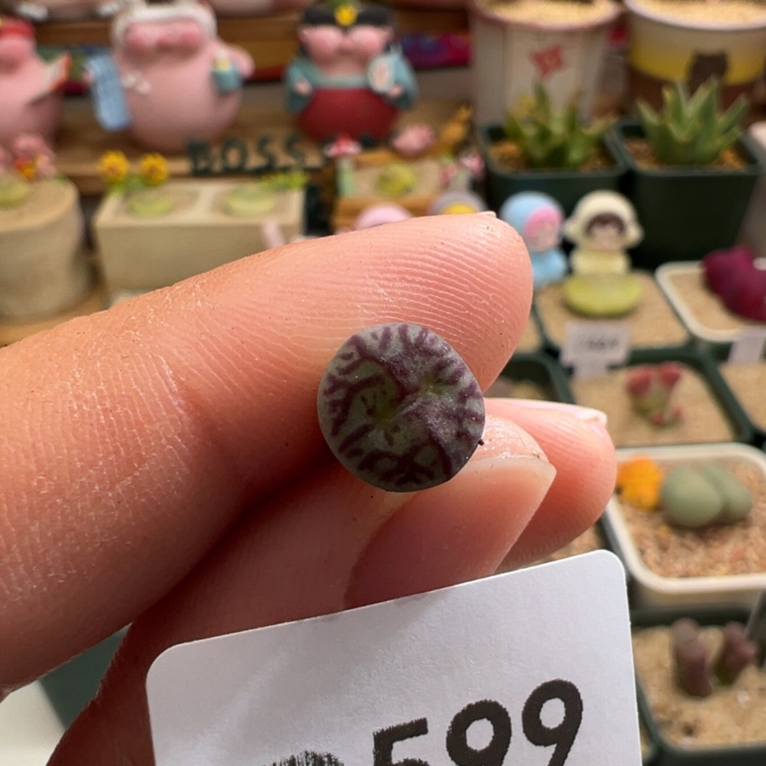 T**o599。青蛙八重墨。柏实花园 多肉植物