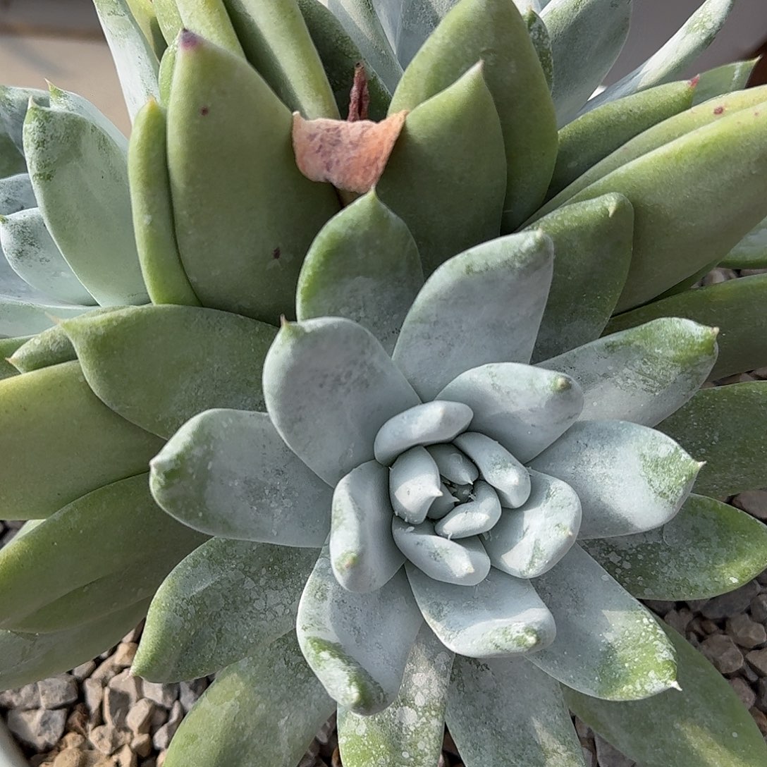 J***A多肉植物一物一拍2512024