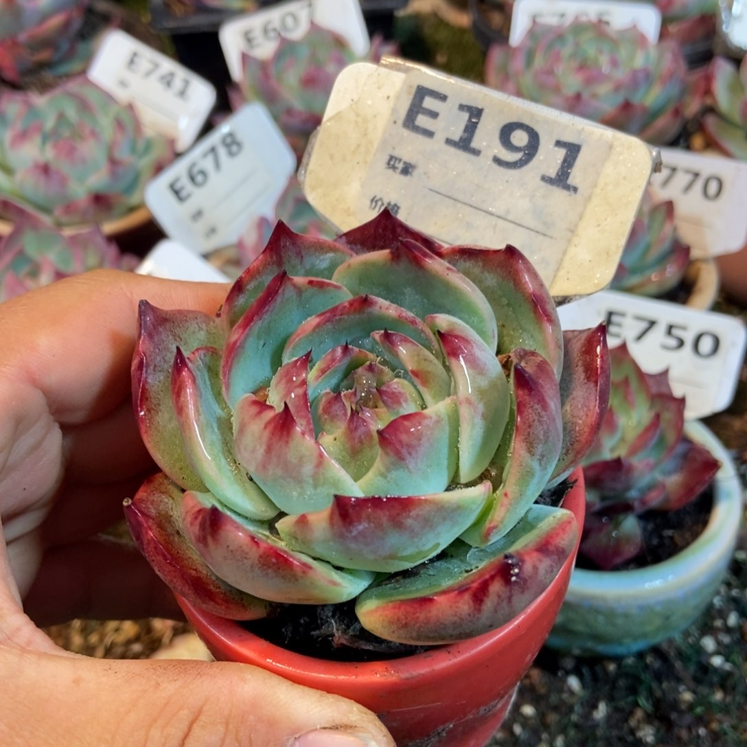 惊鸿一瞥191号多肉