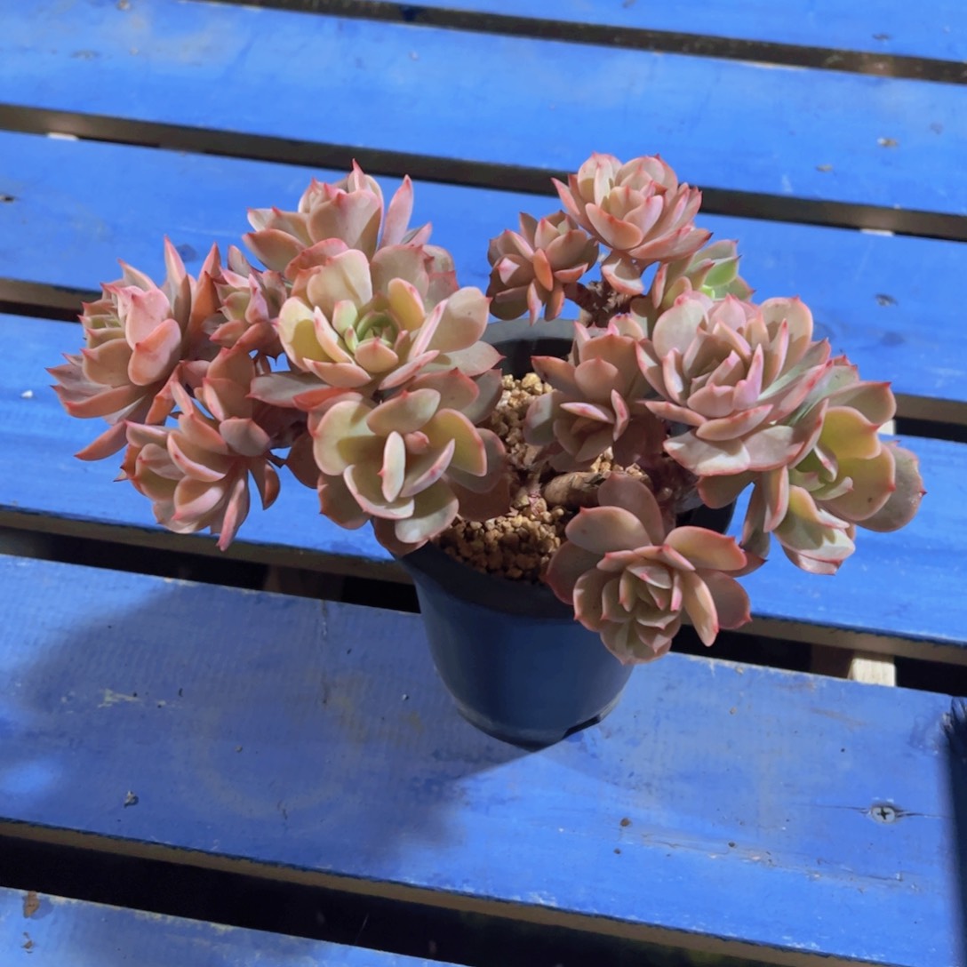 T****糖白雪公主，多肉植物