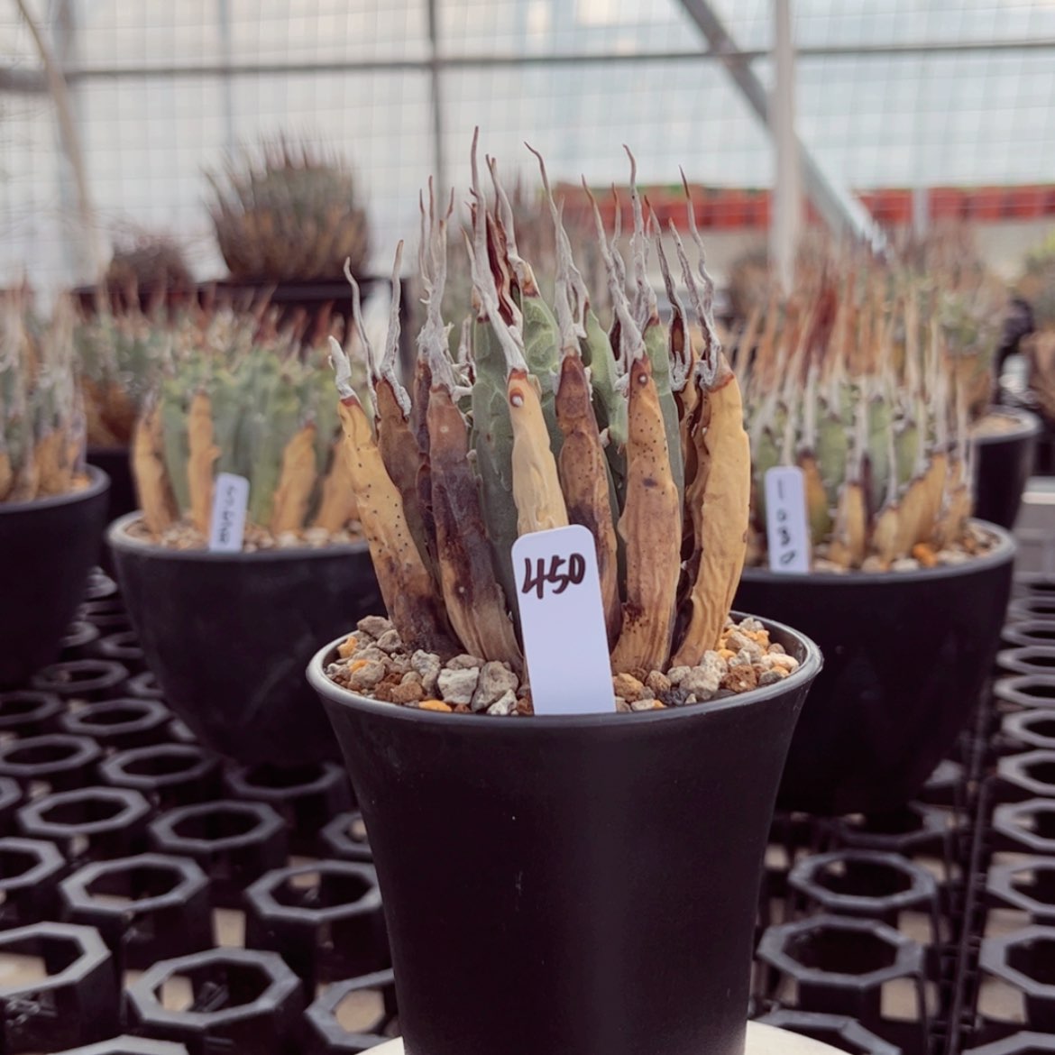 【闪购商品】熟桩活动价