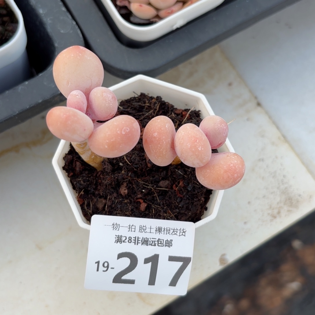 蛋黄奶老桩多肉多肉