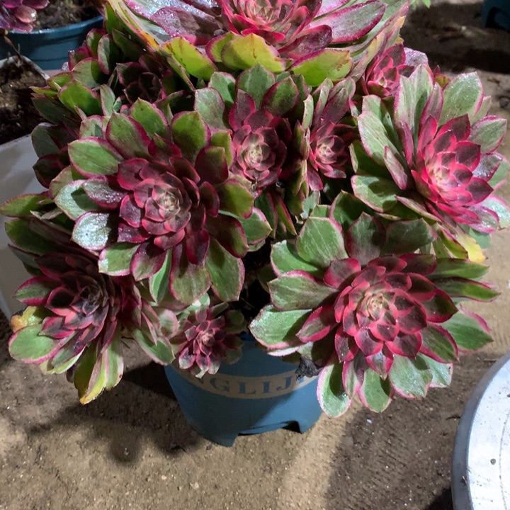 1022莲花座多肉植物特价