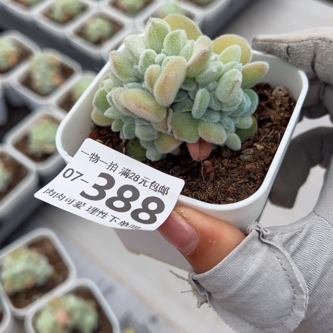 雪晃星缀化多肉单头多肉