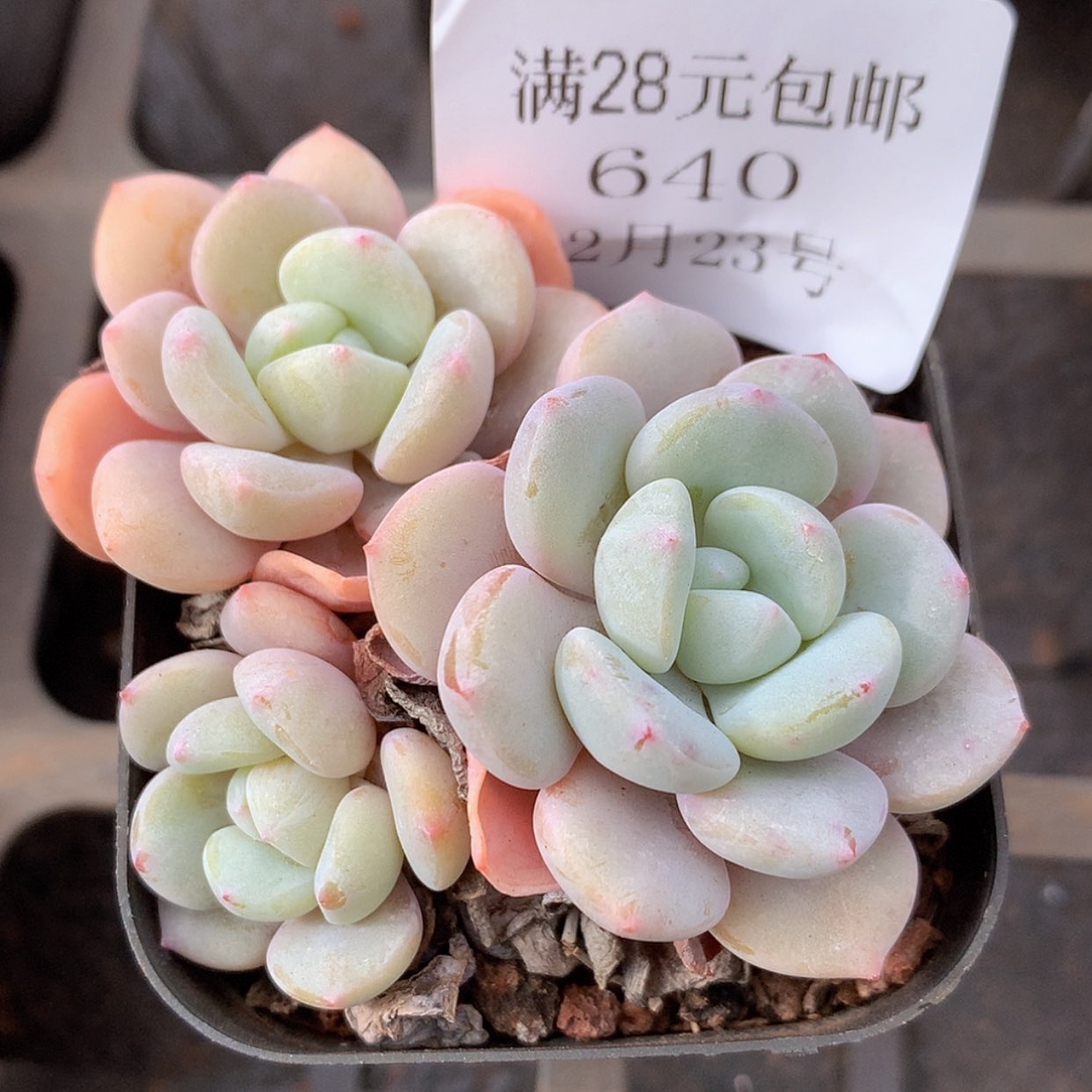 【闪购商品】云640号