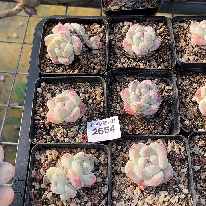 阿雅园艺。   2654六颗