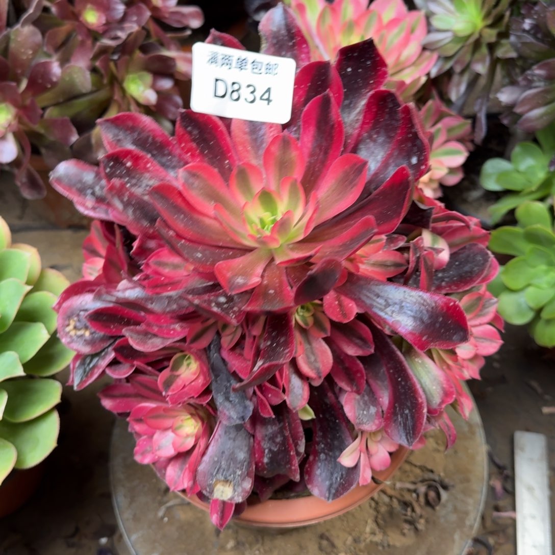 834美杜莎法师多肉