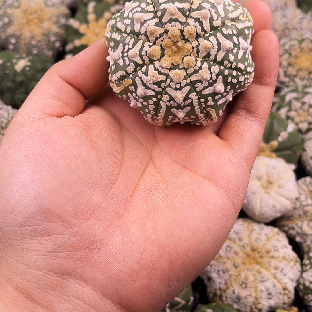 哈哈哈哈哈哈哈ｖ兜兜