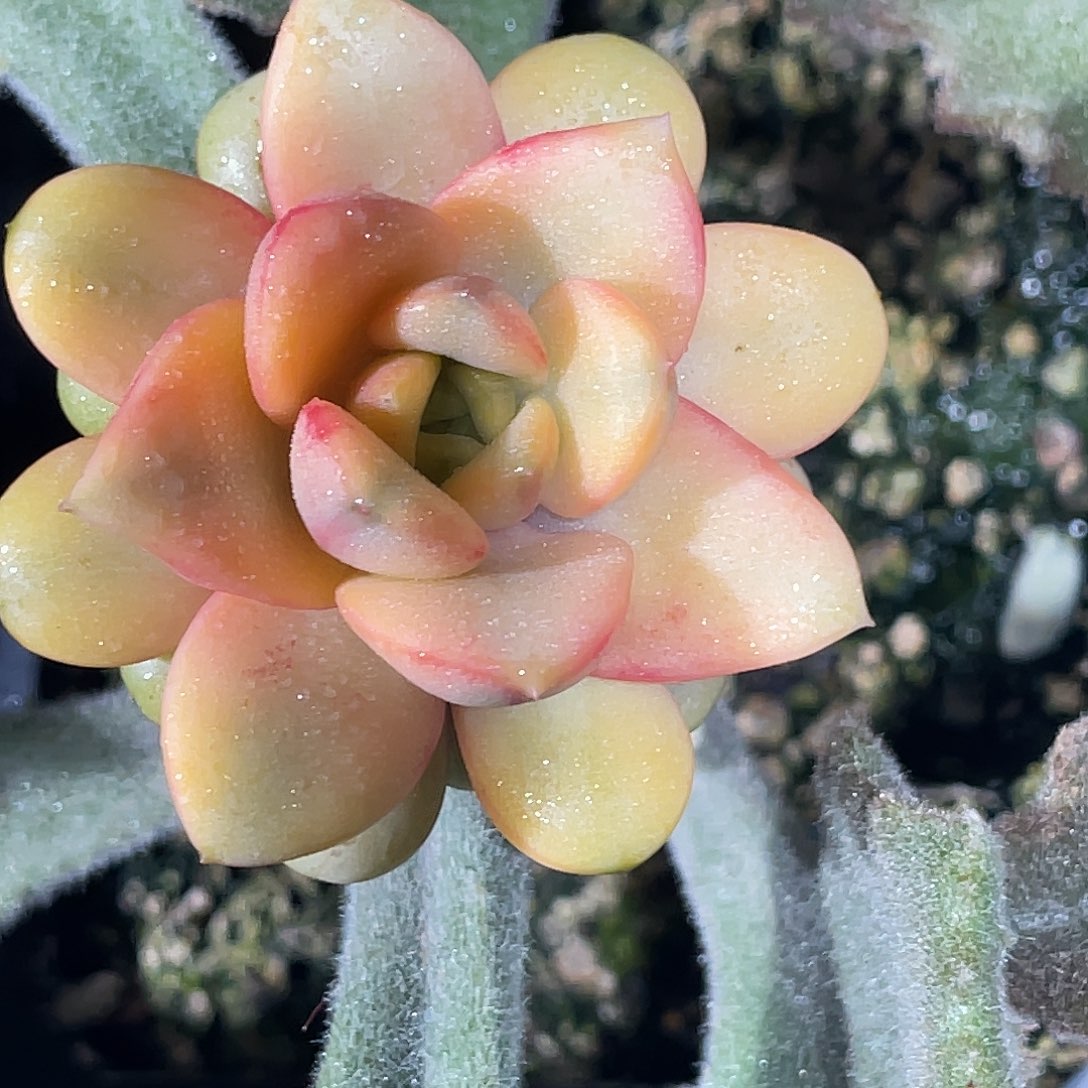 尚品园艺福利锦8293可落地