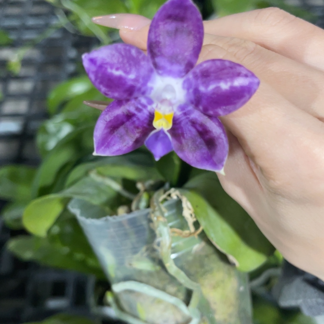 完全开放柳林298蝴蝶兰