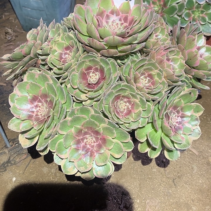 粉花妖多肉法师福利303