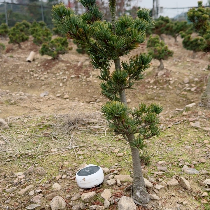 无花朵l****rd h j k