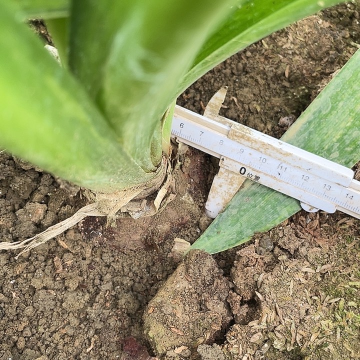 峡***个当前无花栽培后可以开花瑞贝卡