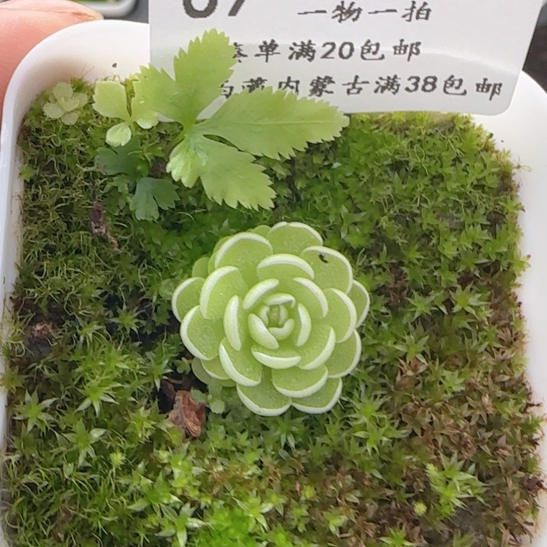 0608-69捕虫堇捕虫堇爱丽丝