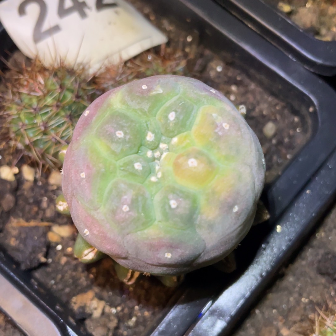 全部花朵紫姬犹银锦242