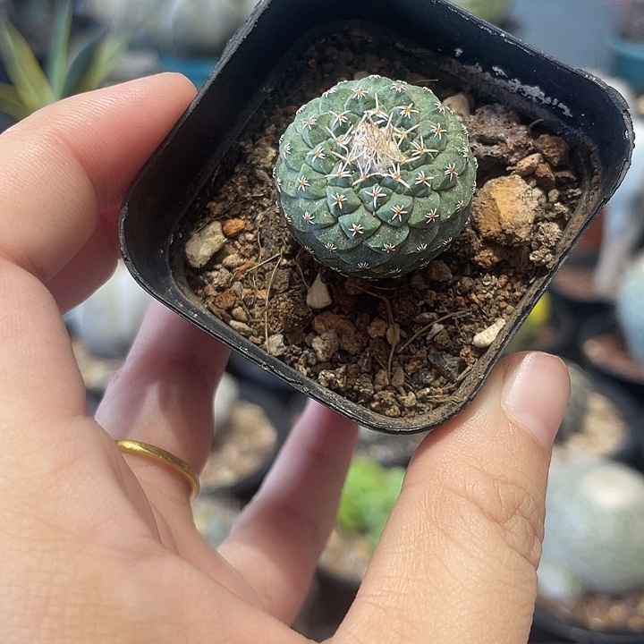 实生菊水仙人球一颗