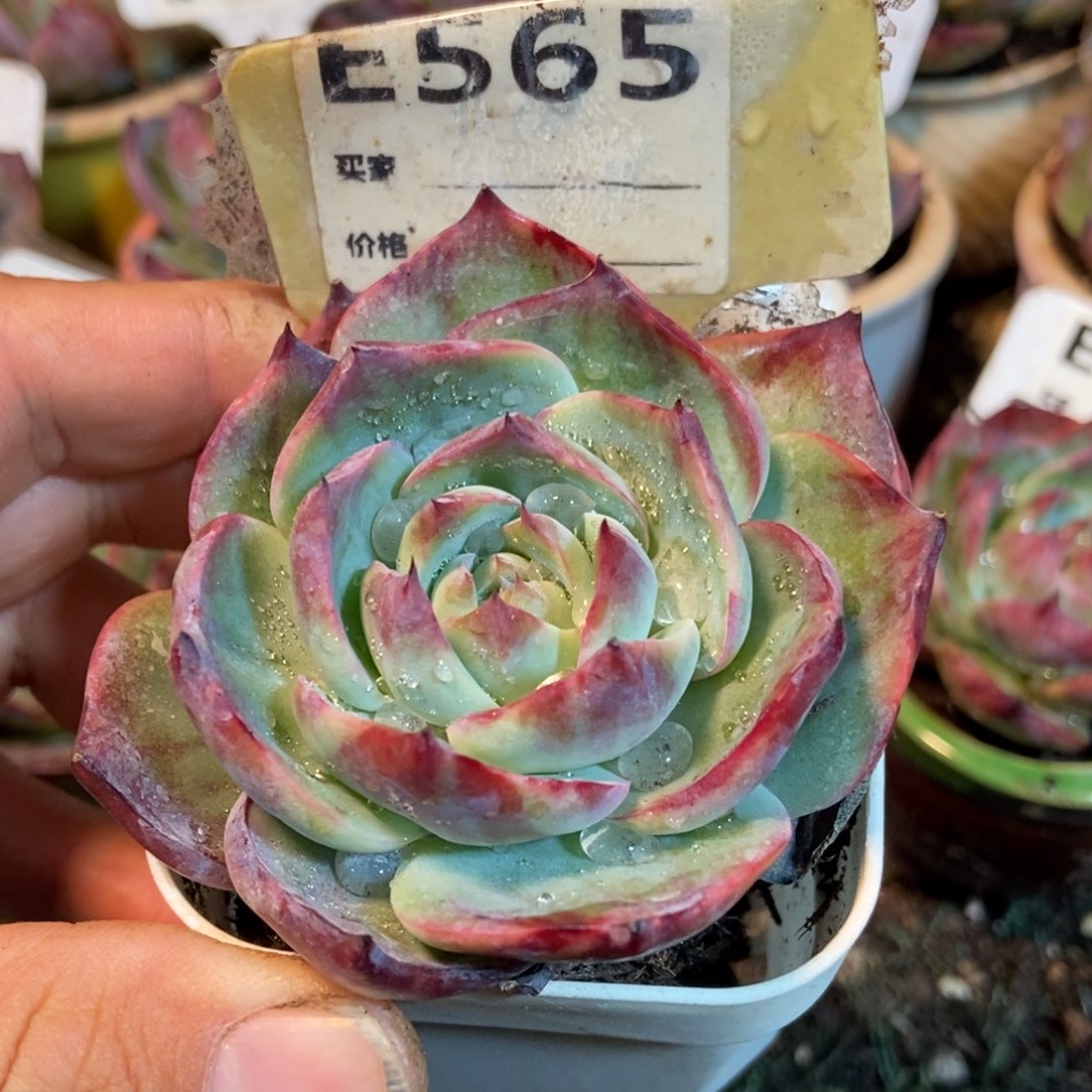 惊鸿一瞥565号楼多肉