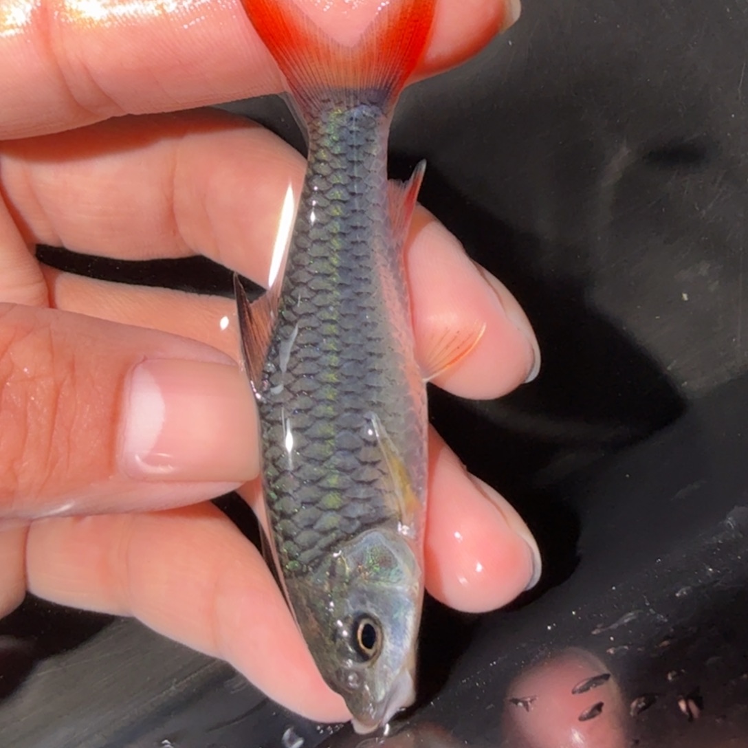 海水鱼彩虹5条，盈江5条，巴拉3条