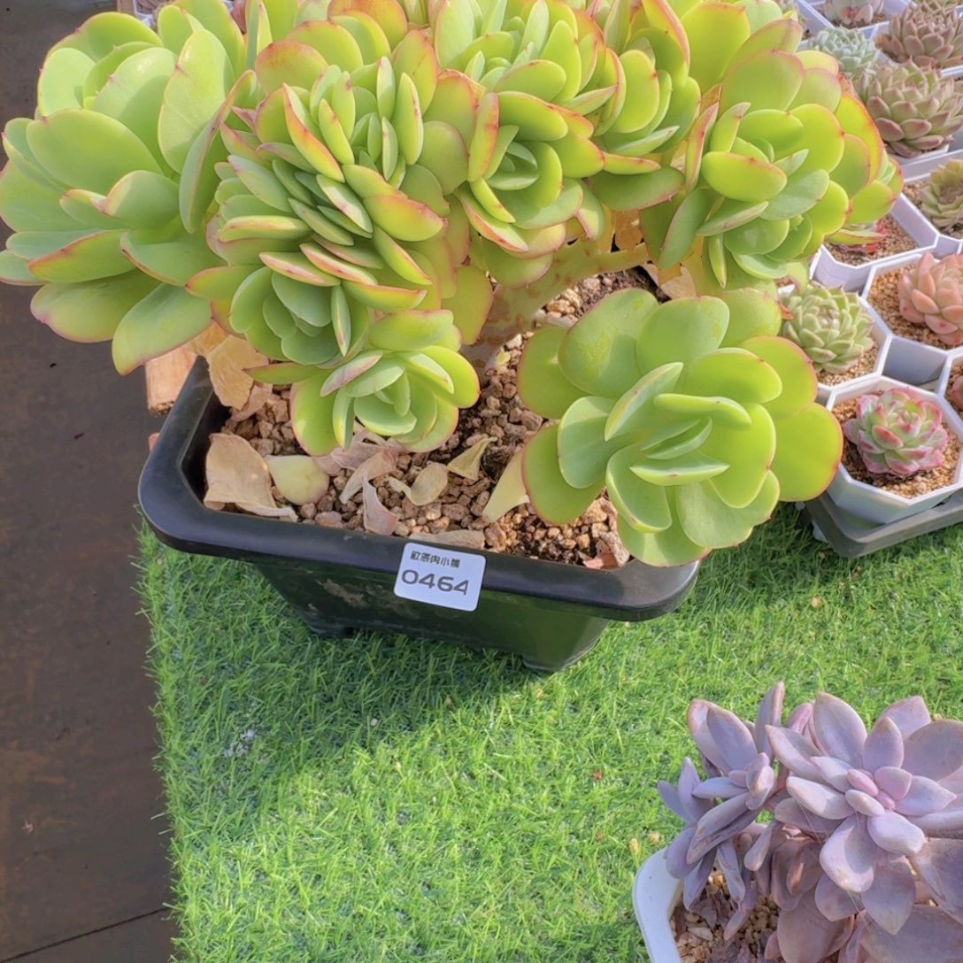 多肉植物碧桃树0464