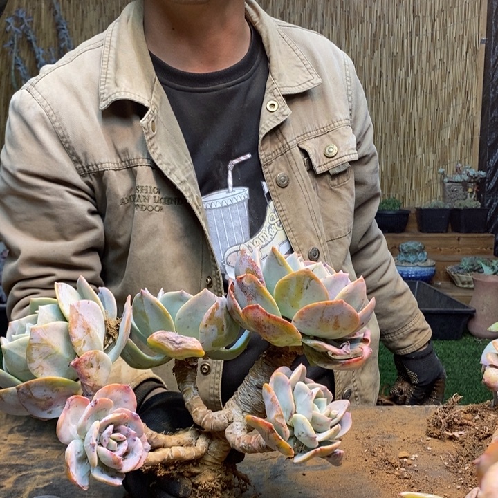 ****。240 号白凤多肉植物