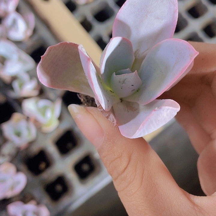 67精品广寒宫一颗