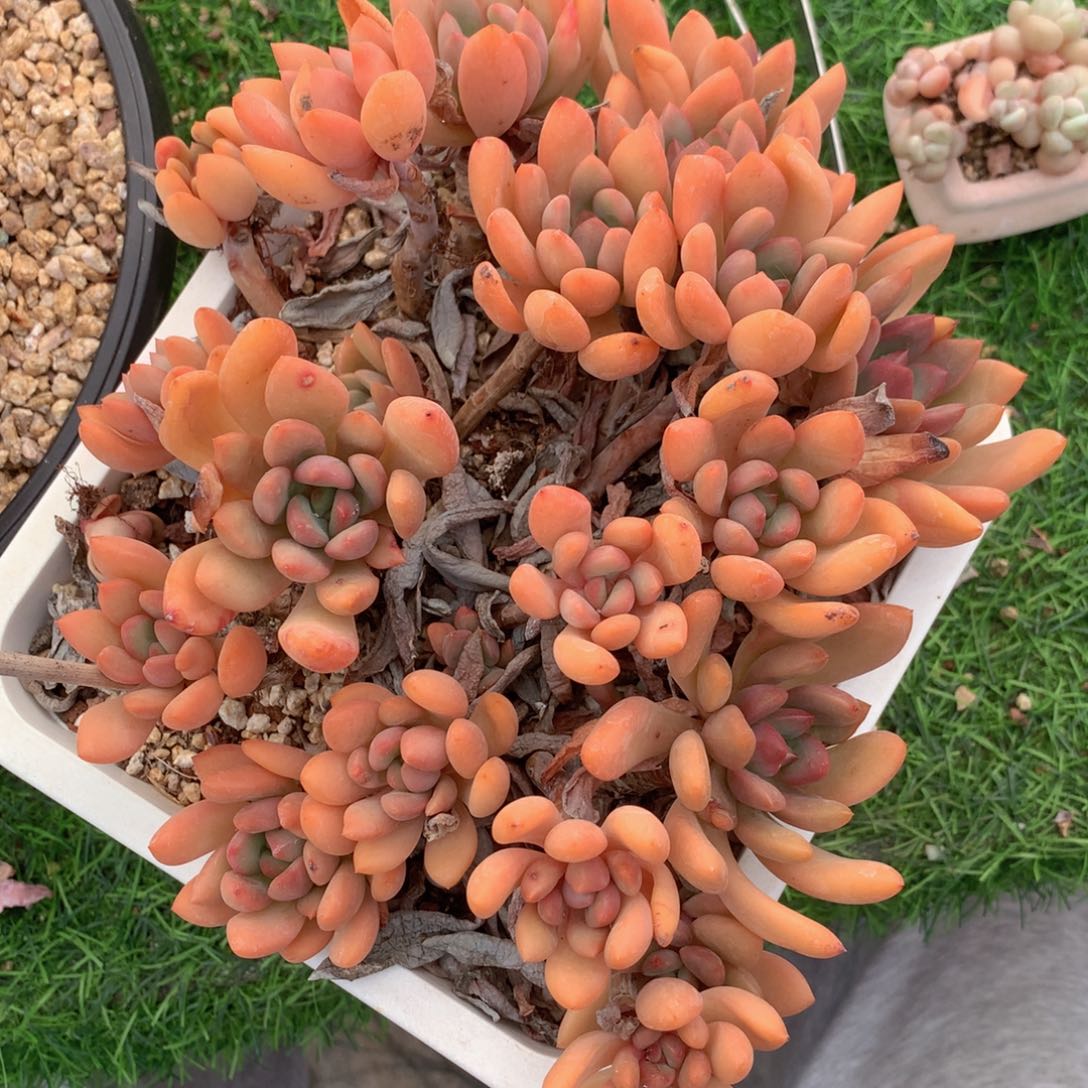 友家多肉一物一拍