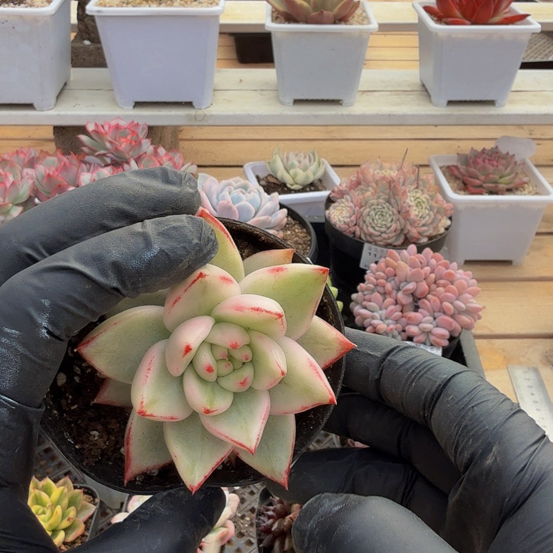 1112-73樱花玛丽亚锦