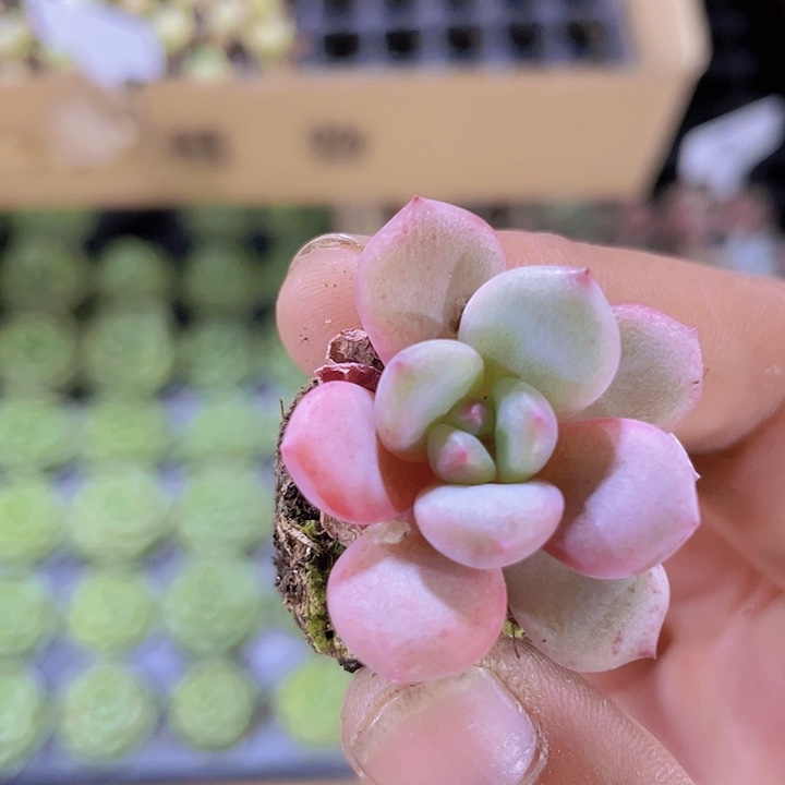 75爱丽儿精品多肉