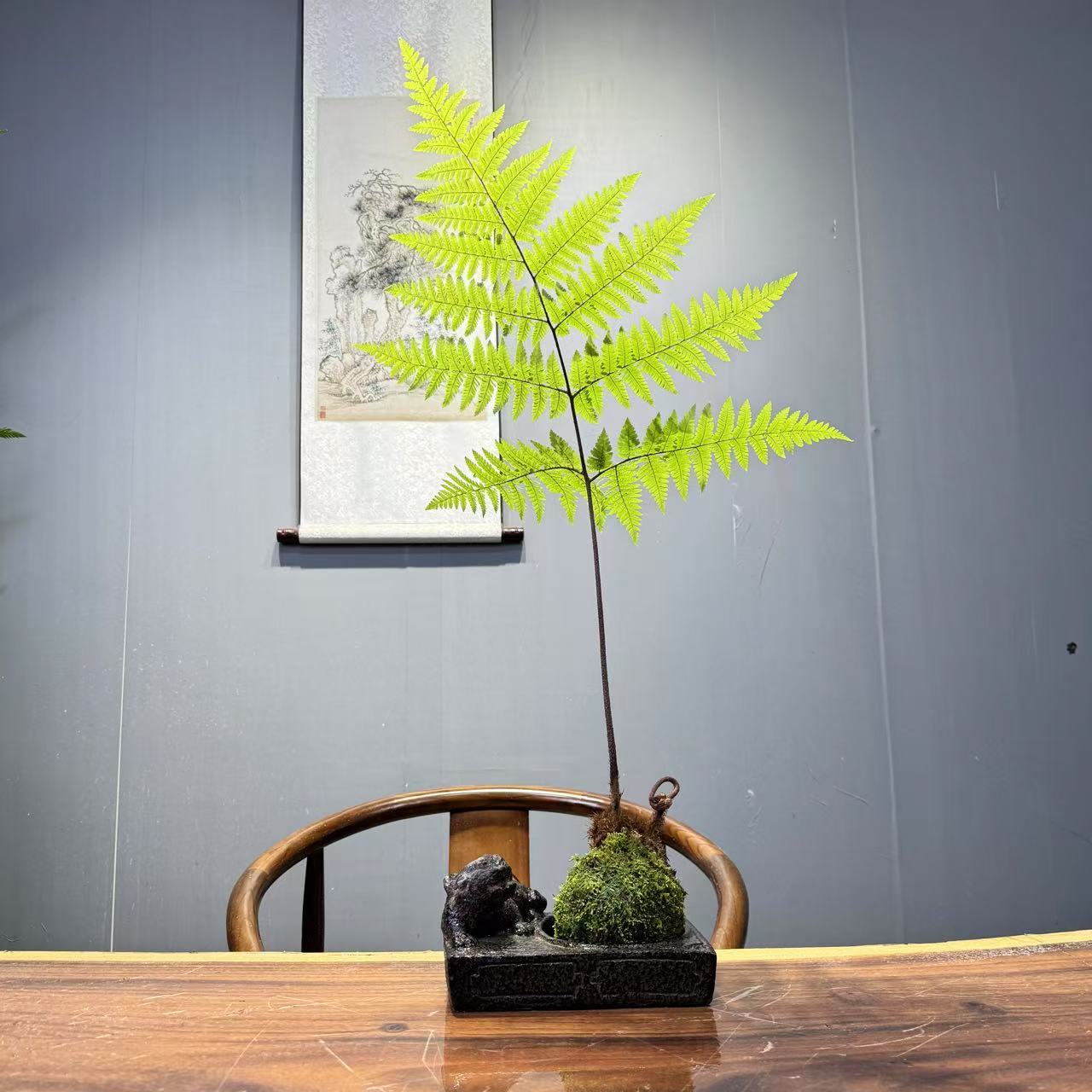 绿植盆栽室内批发直播水培植物