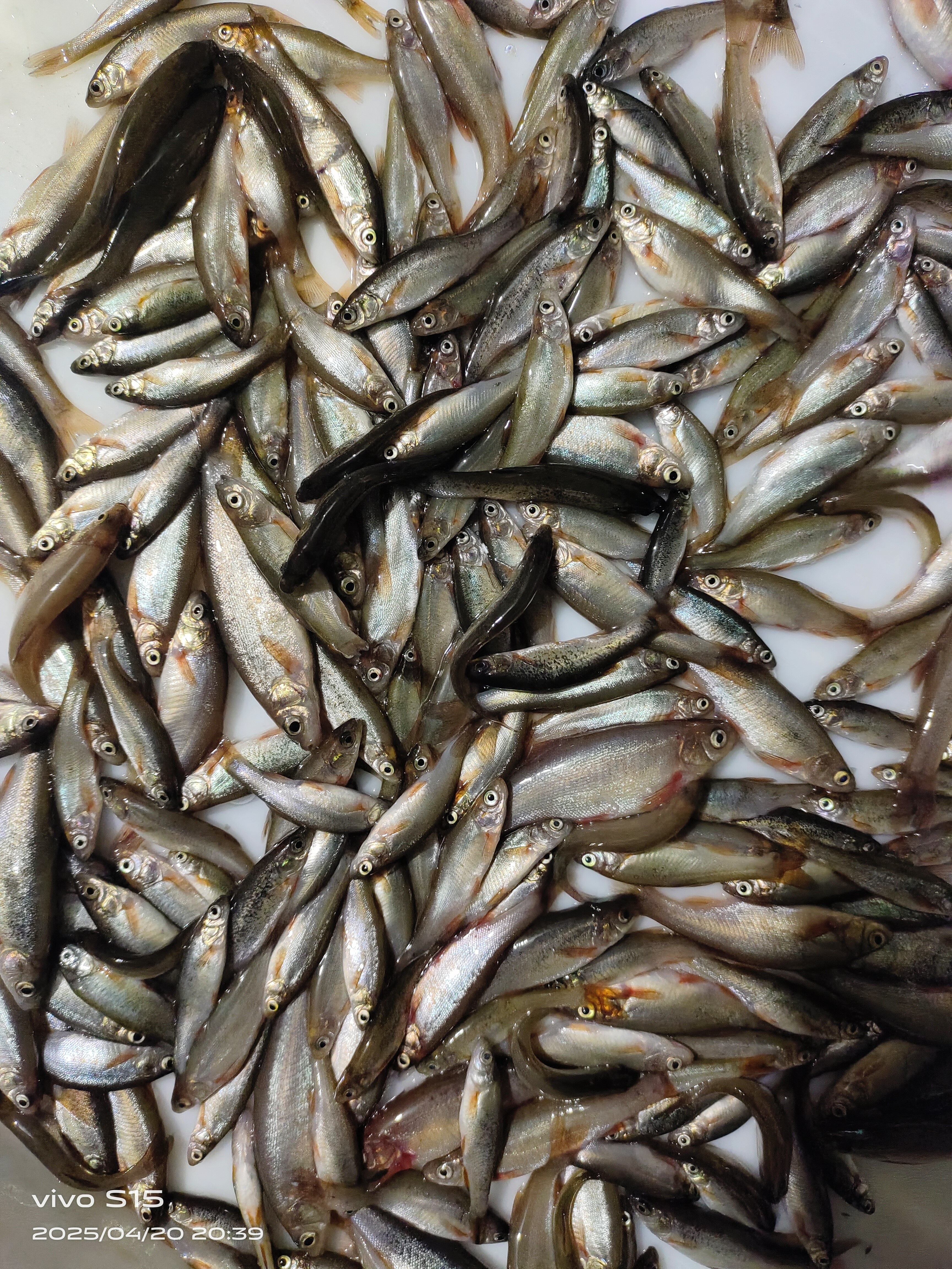 柳根鱼4斤包邮保鲜不包活