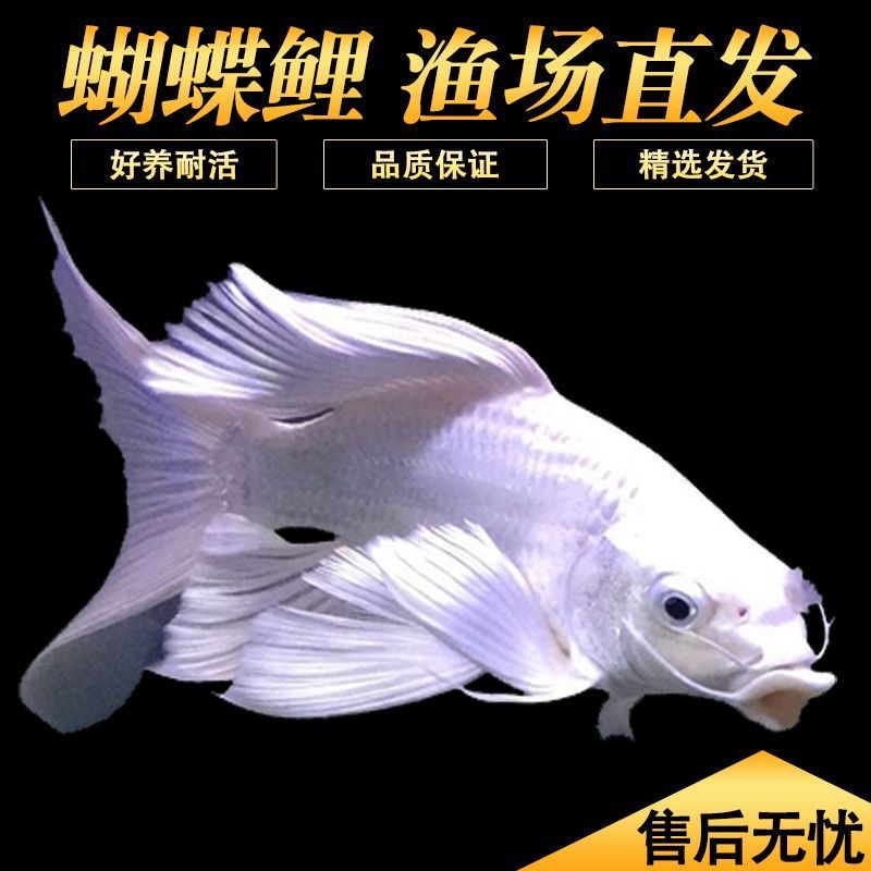 纯色蝴蝶鲤普身球体短身墨蝶冷水淡水活体大尺寸锦鲤好养观赏鱼