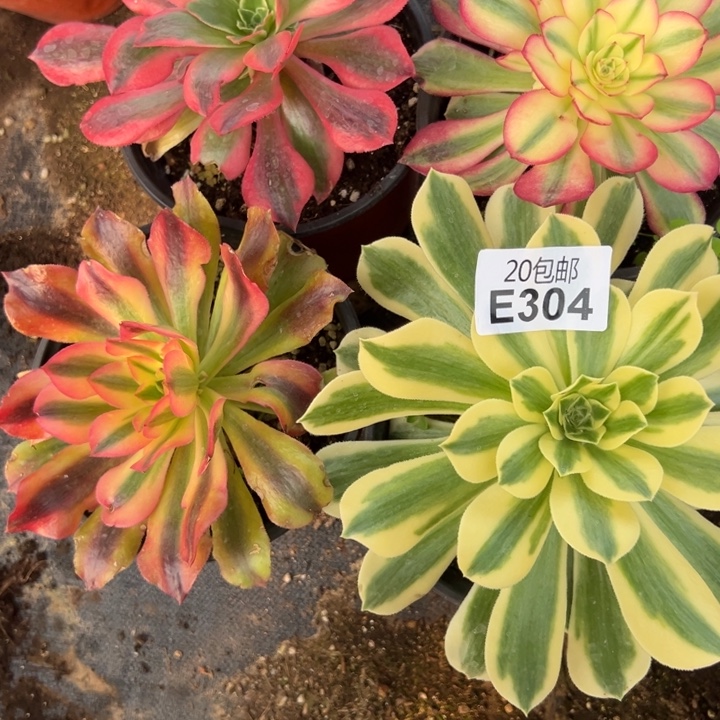 多肉植物304种植物