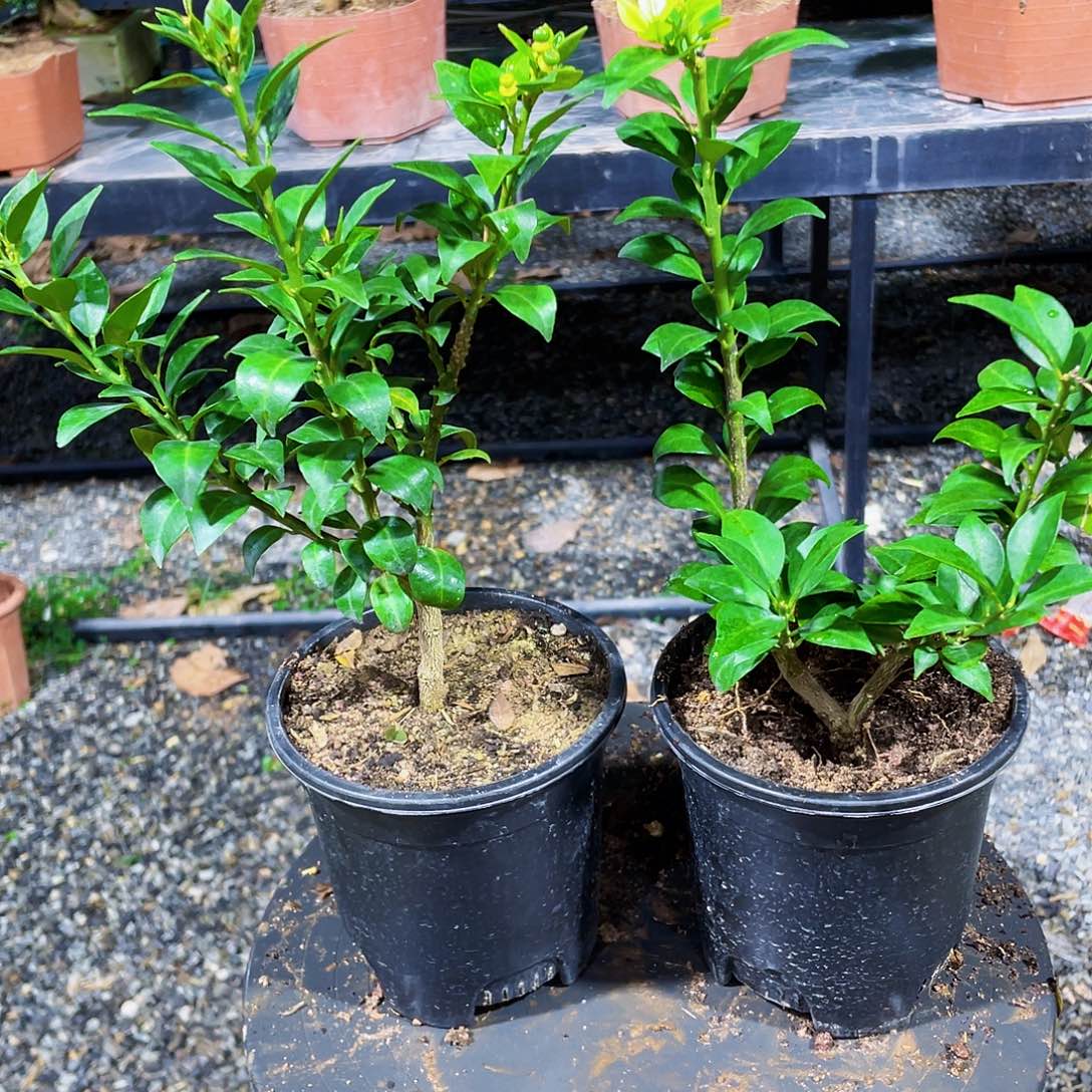 完全开放@****景八房柑