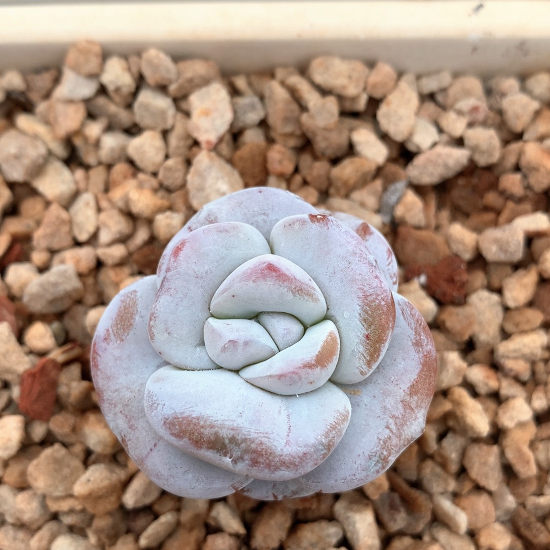 小粗腿雪莲一物一拍 002