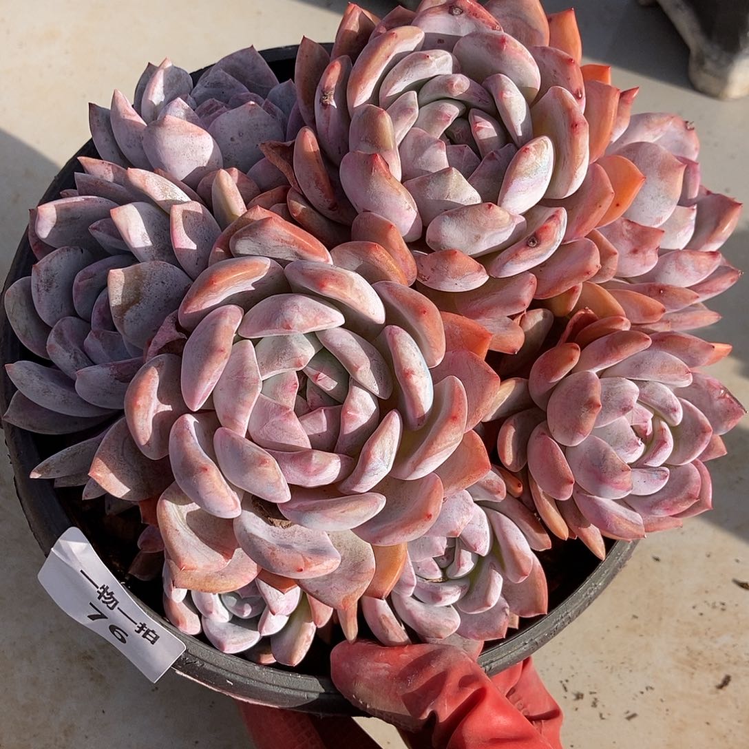 76 号一物一拍不退不换