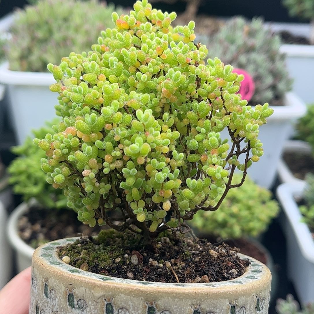 29蜜桔糖球优选枝干番杏