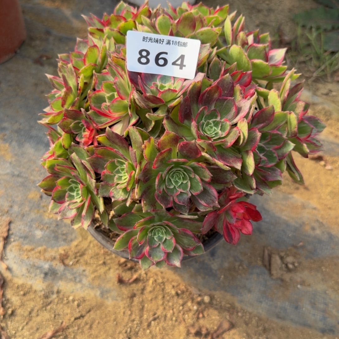 864万花筒。多肉植物