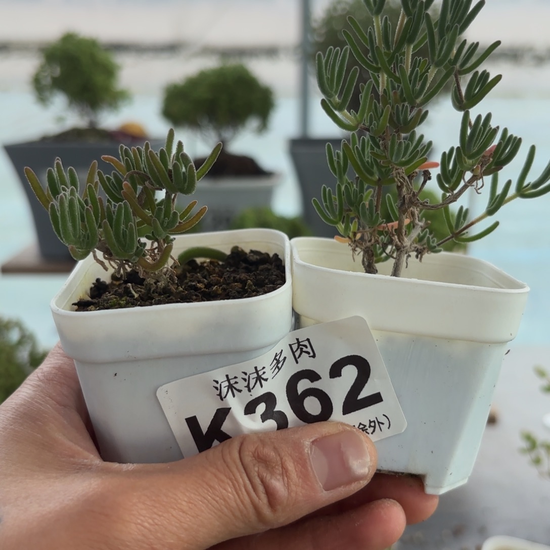 362紫晶和花烟组合