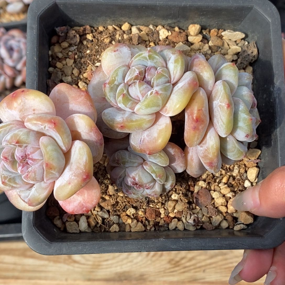 四头黄底紫心短肥圆大肥包子