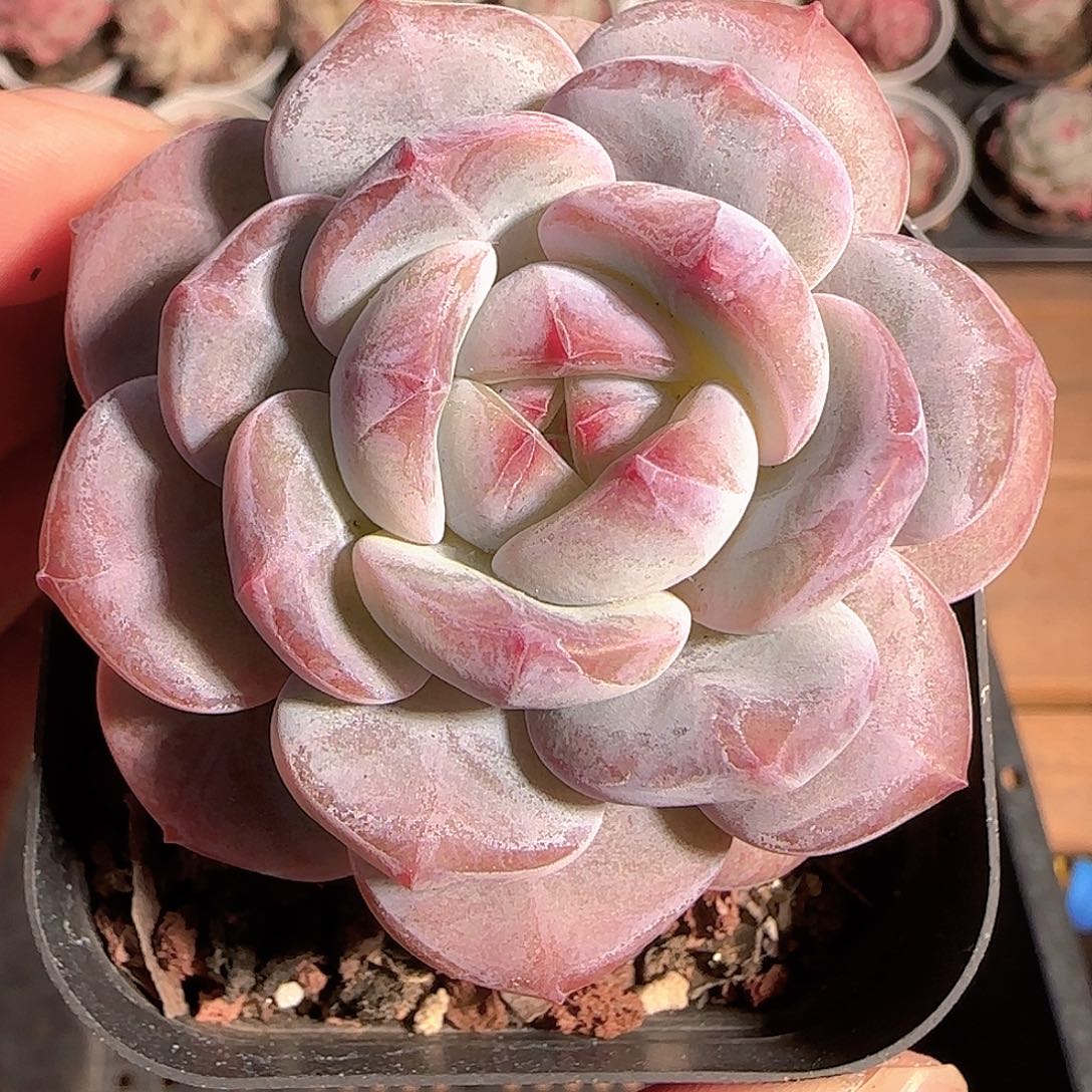 多肉1206-19石榴籽星影