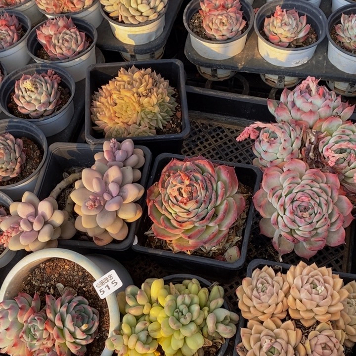 515多肉植物我的人生