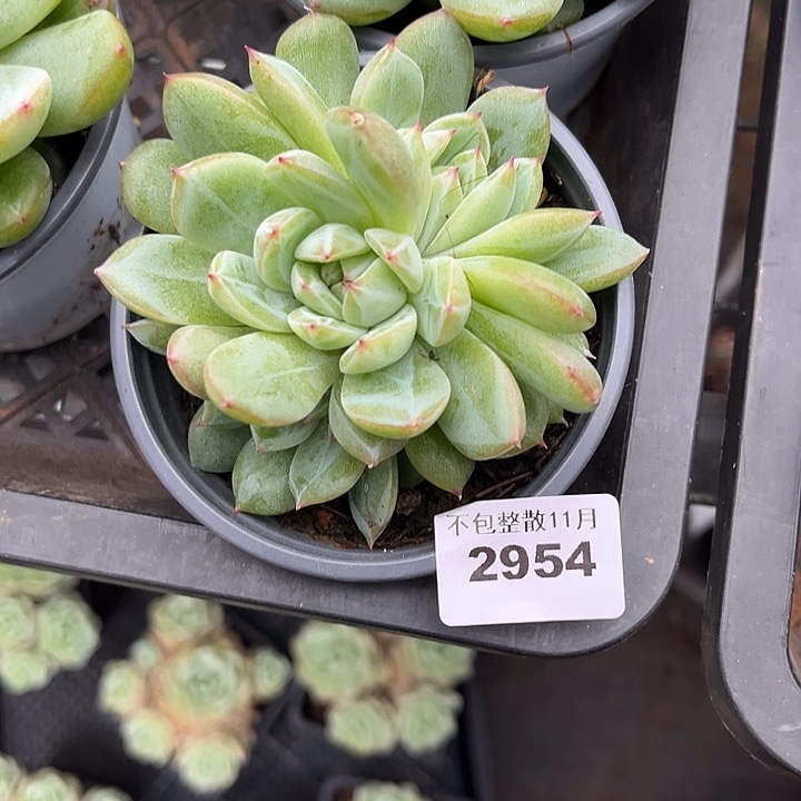 阿雅园艺。           2954雪花