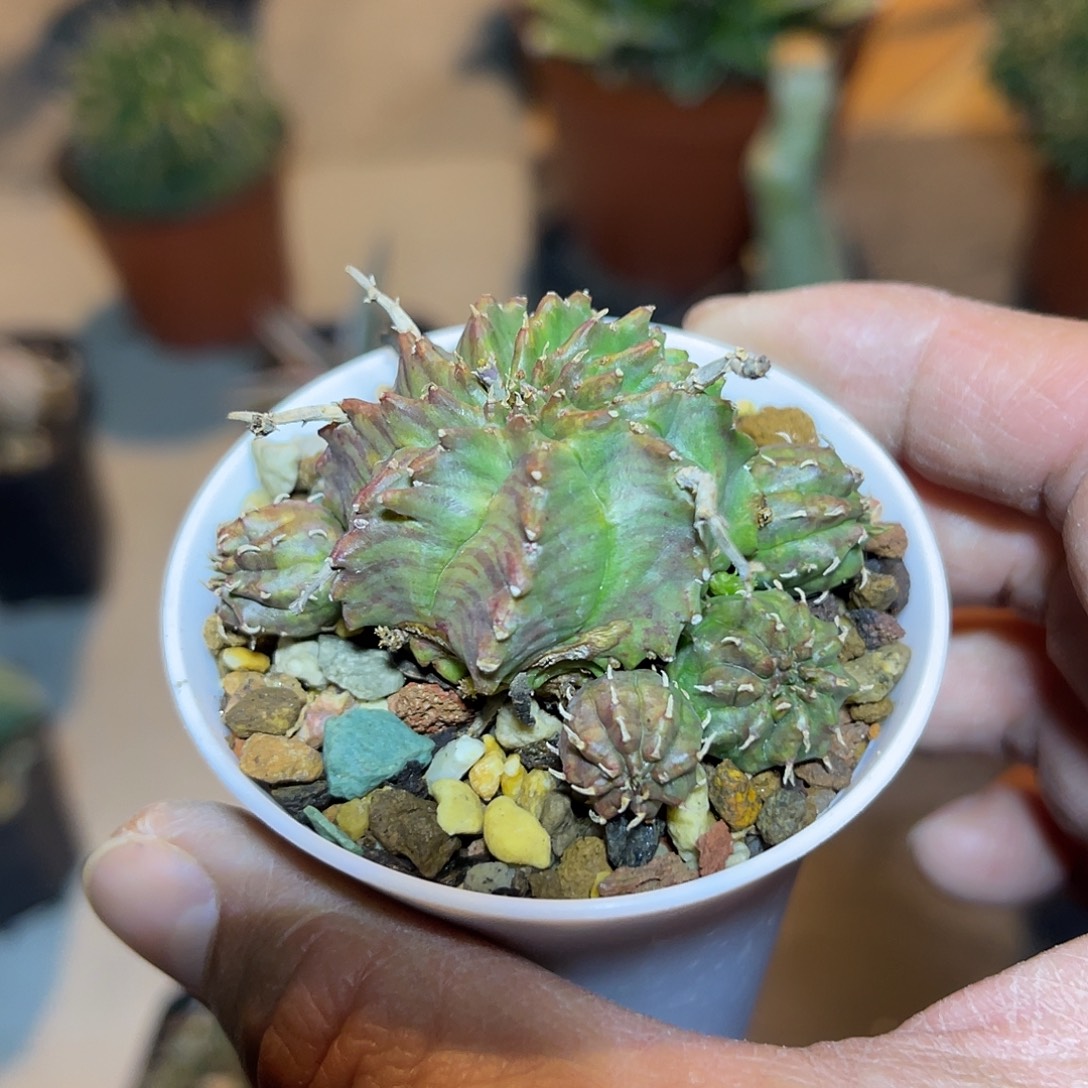 法利达大群一物一拍