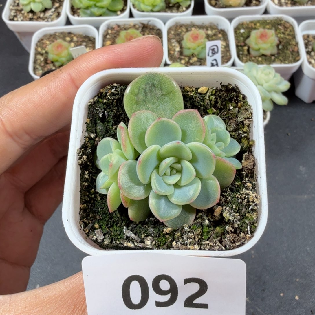 西米露三头一物一拍092