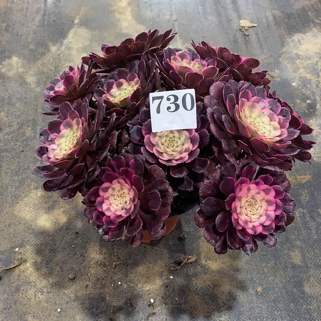 黑金刚730多肉法师