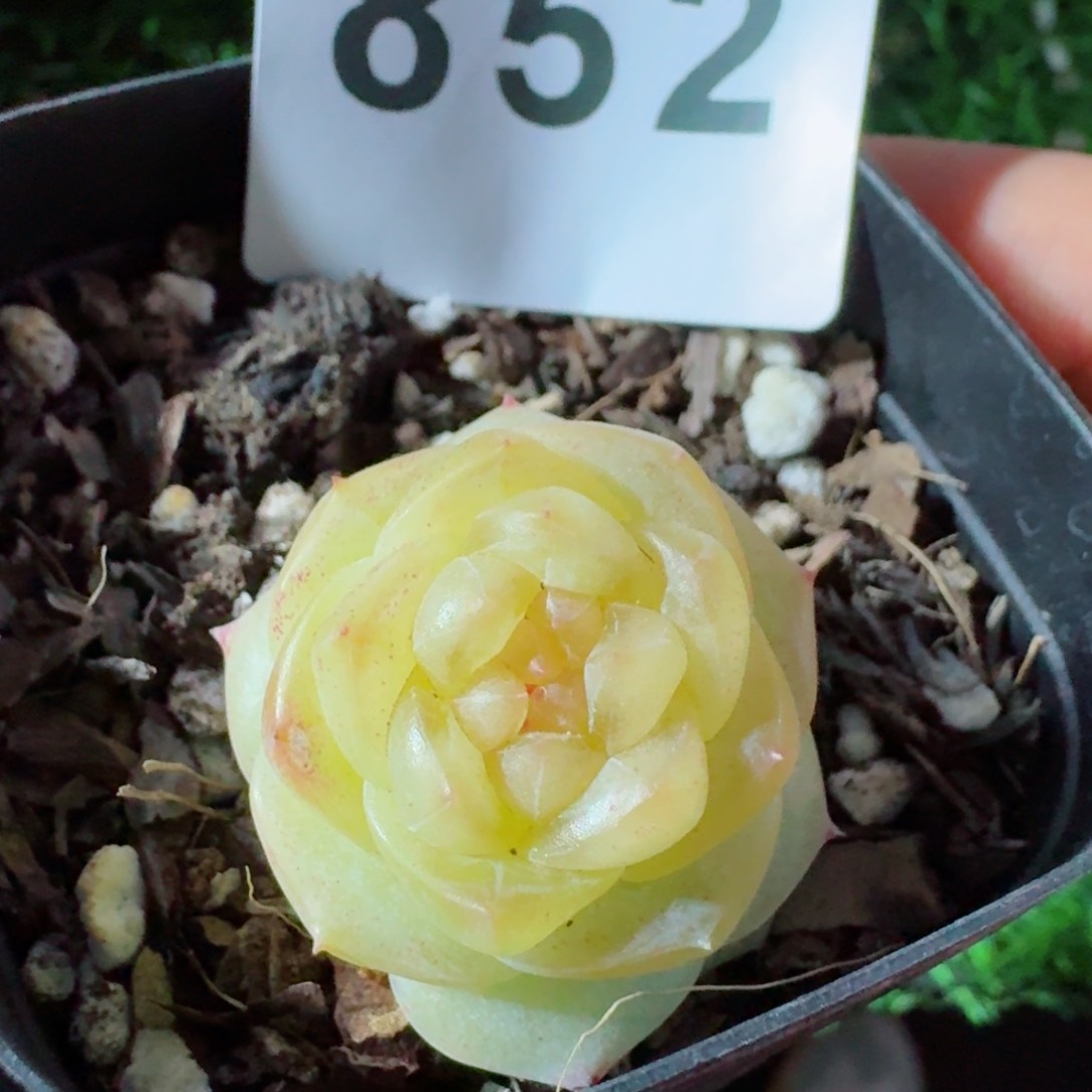 黄瑶珍妮         精品多肉